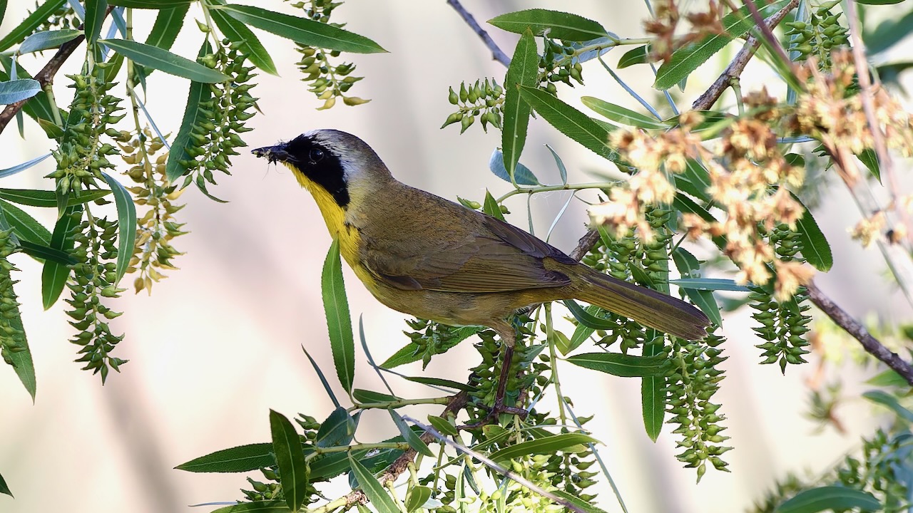 Common Yellowthroat