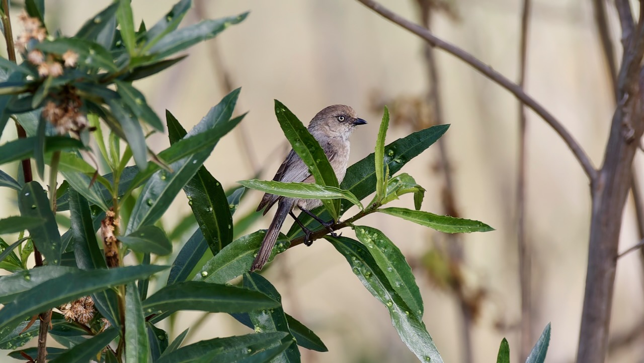 Bushtit