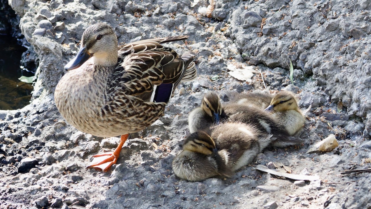 Mallard with chicks