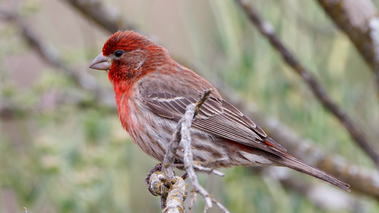 House Finch