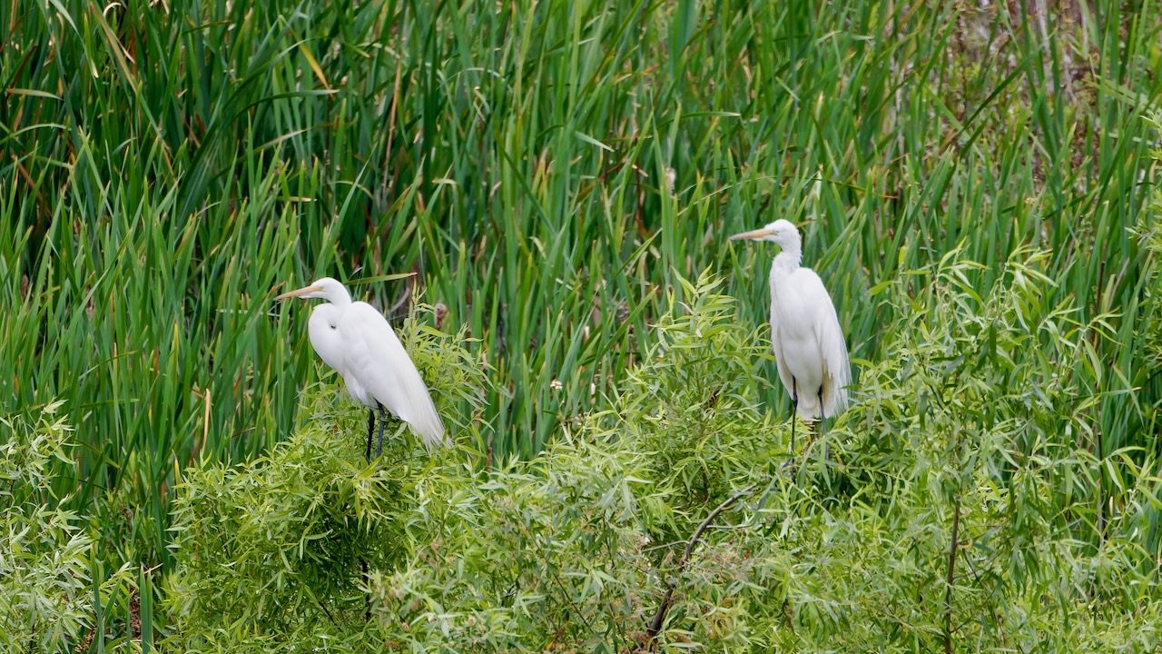 Great Egrets