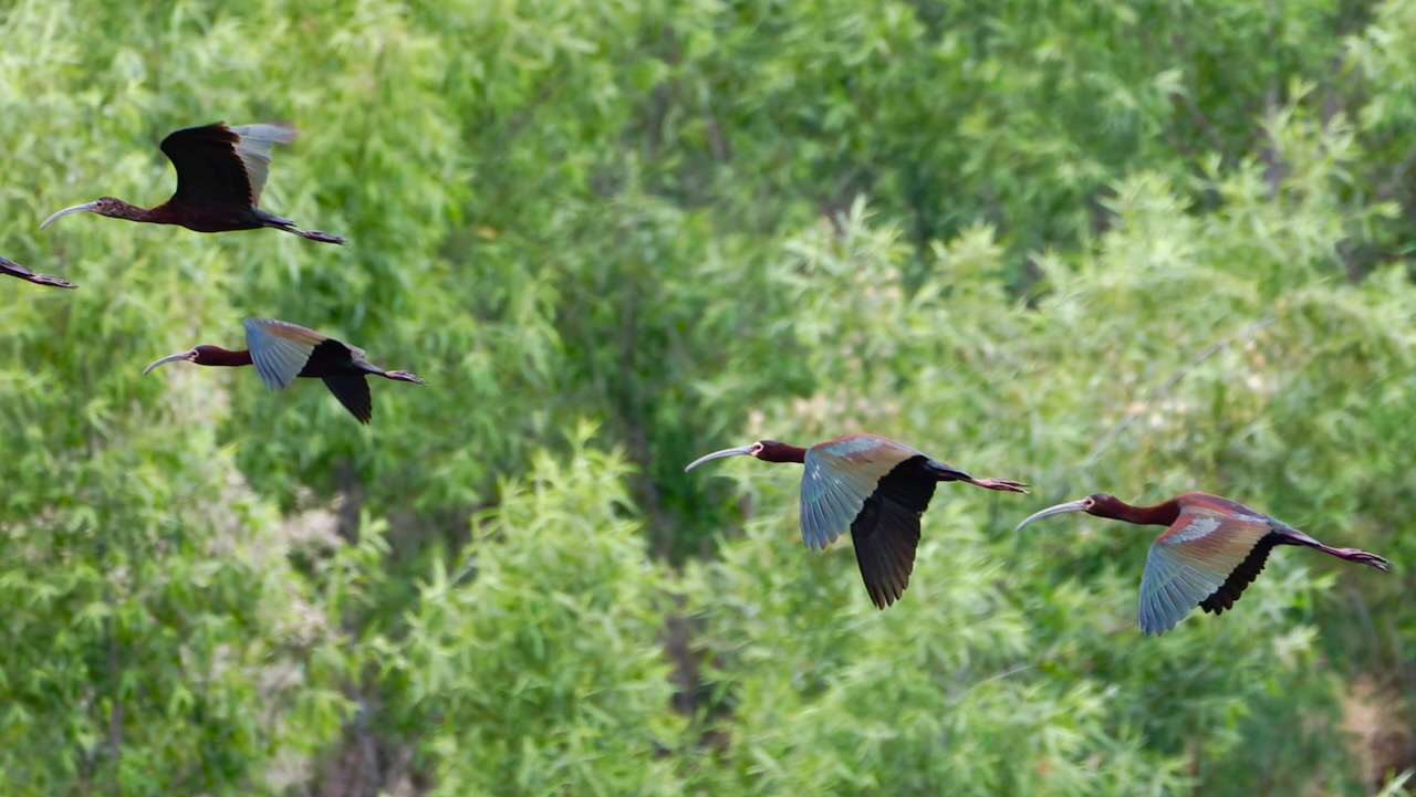 White-faced Ibises