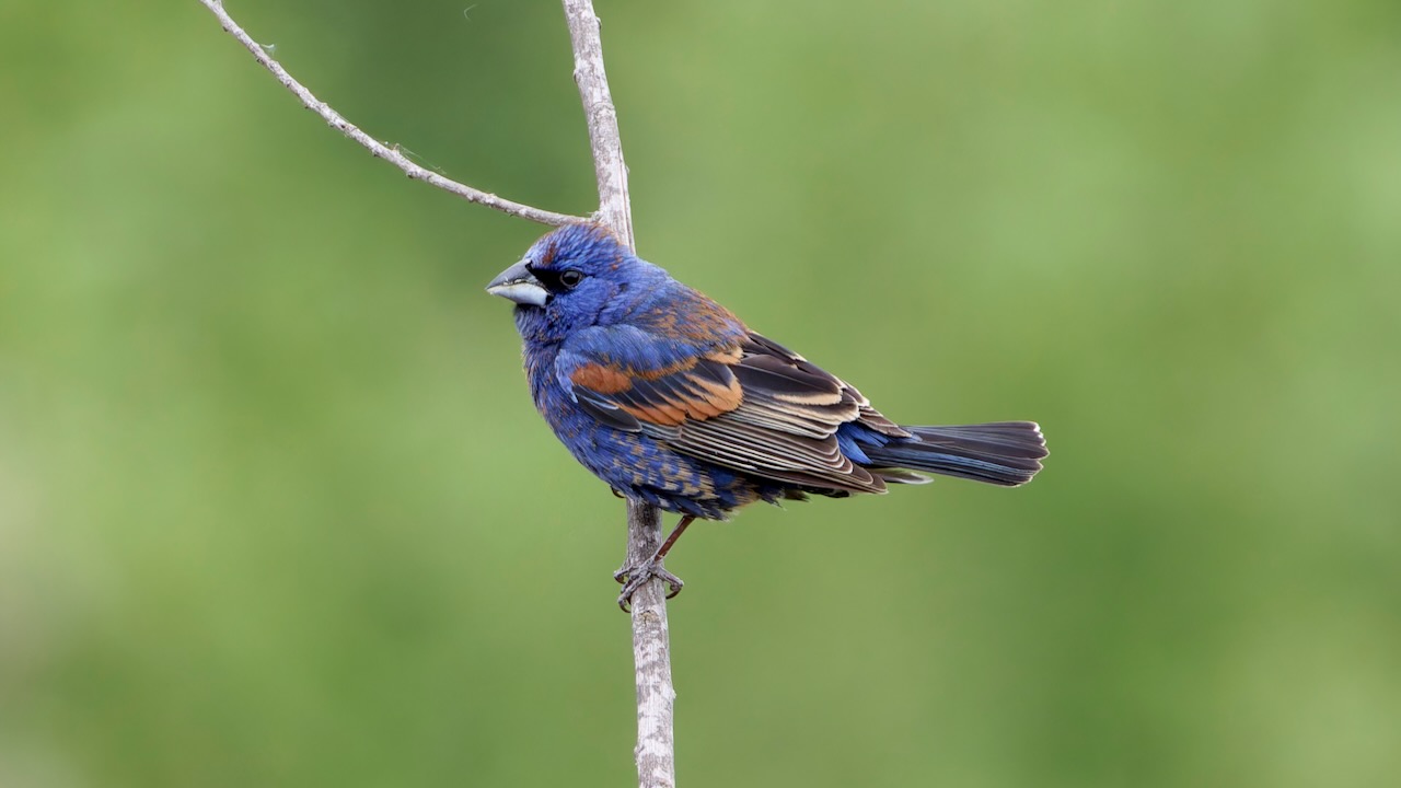 Blue Grosbeak (Male)