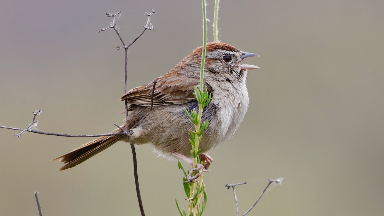 Rufous-collared Sparrow