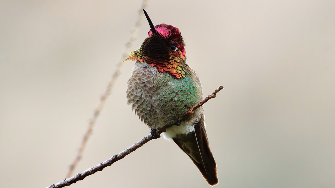 Anna’s Hummingbird