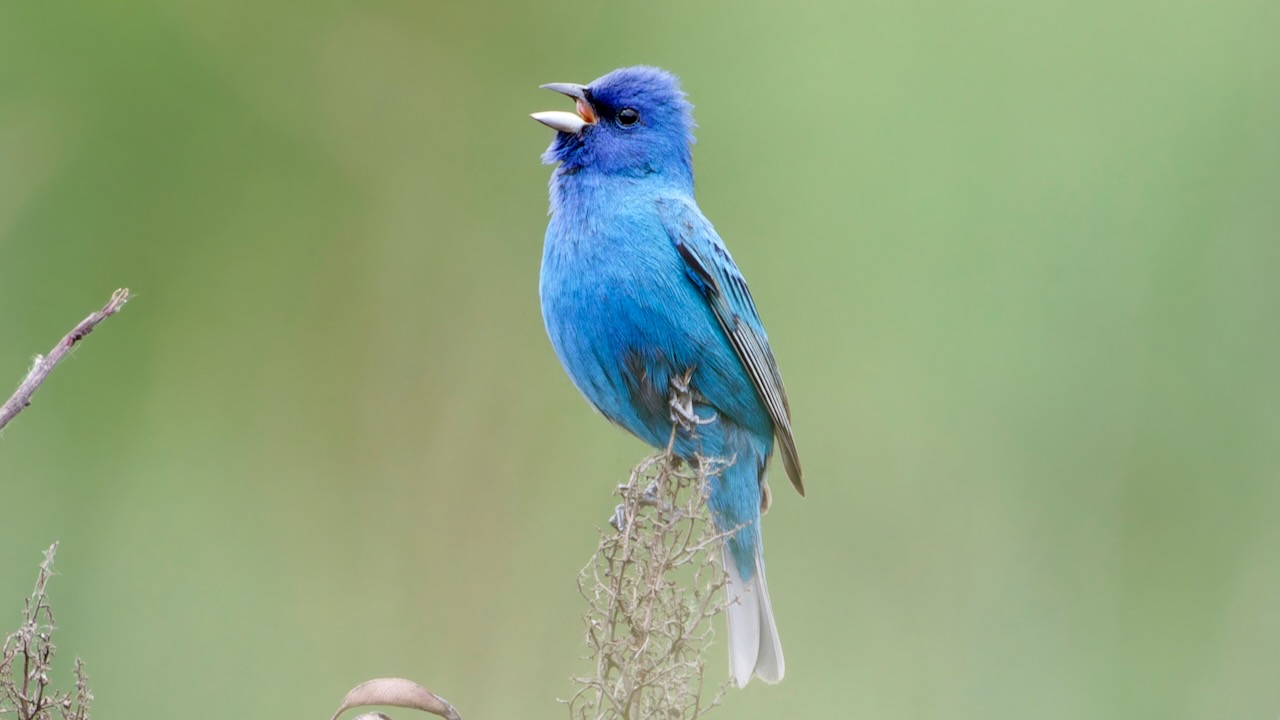 Indigo Bunting