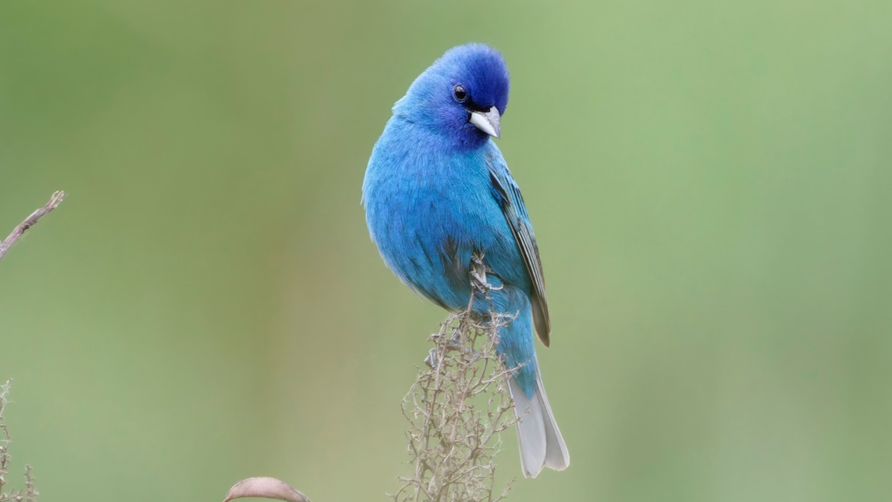 Indigo Bunting