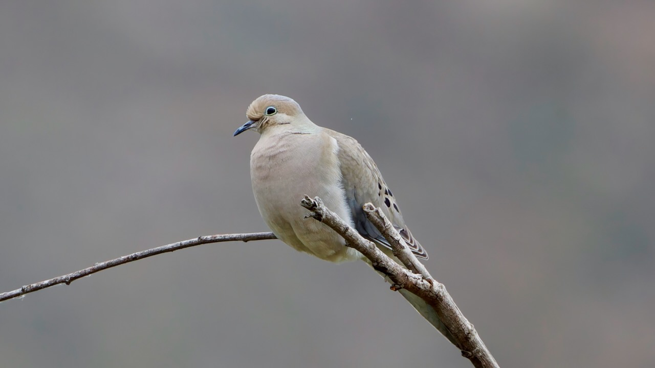 Mourning Dove
