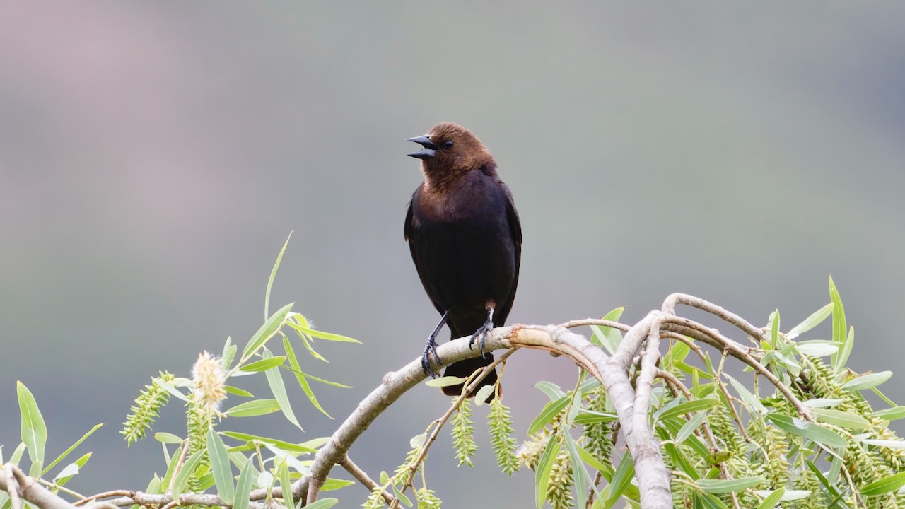 Brown-headed Cowbird