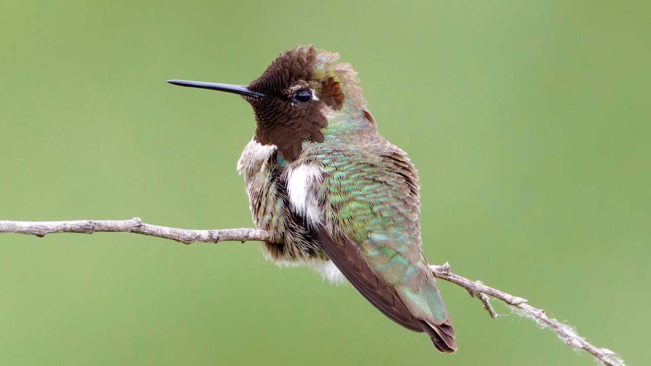 Anna’s Hummingbird