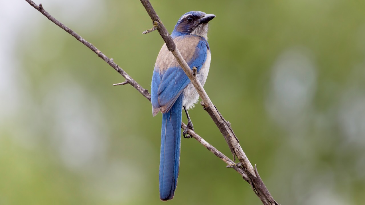 California Scrub-jay