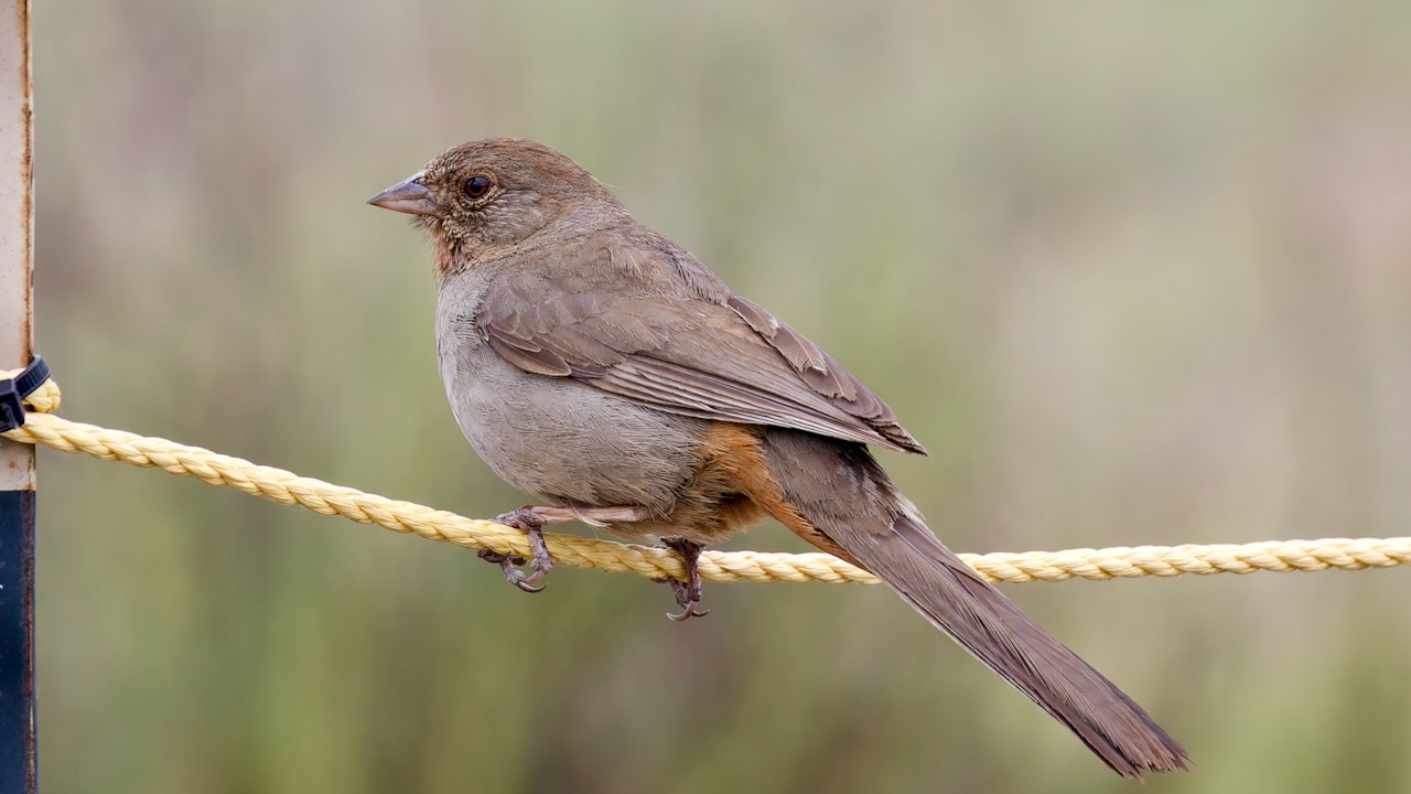 California Towhee