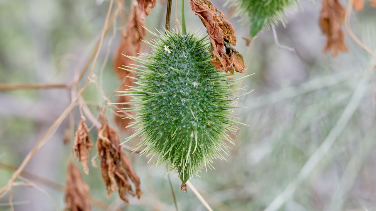 Cucamonga manroot