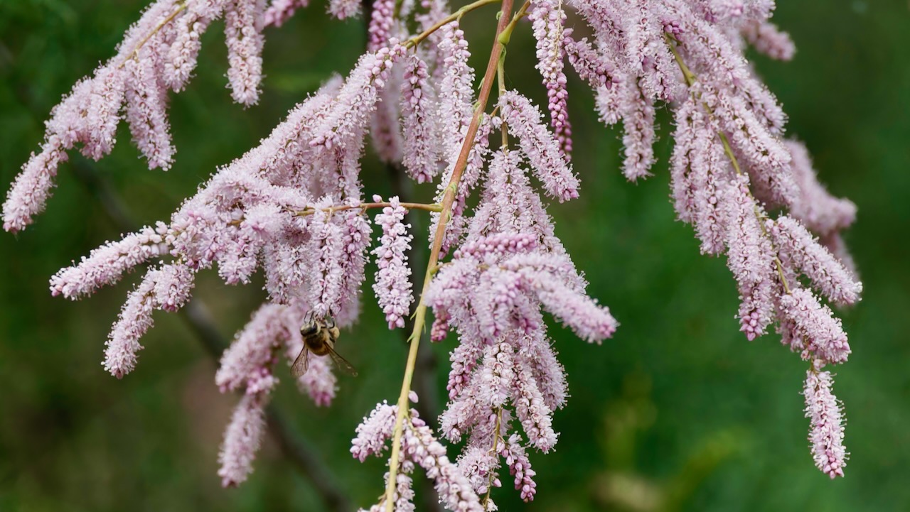 Tamarisk