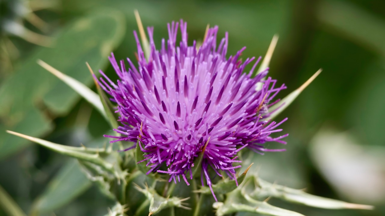 Milk-thistle