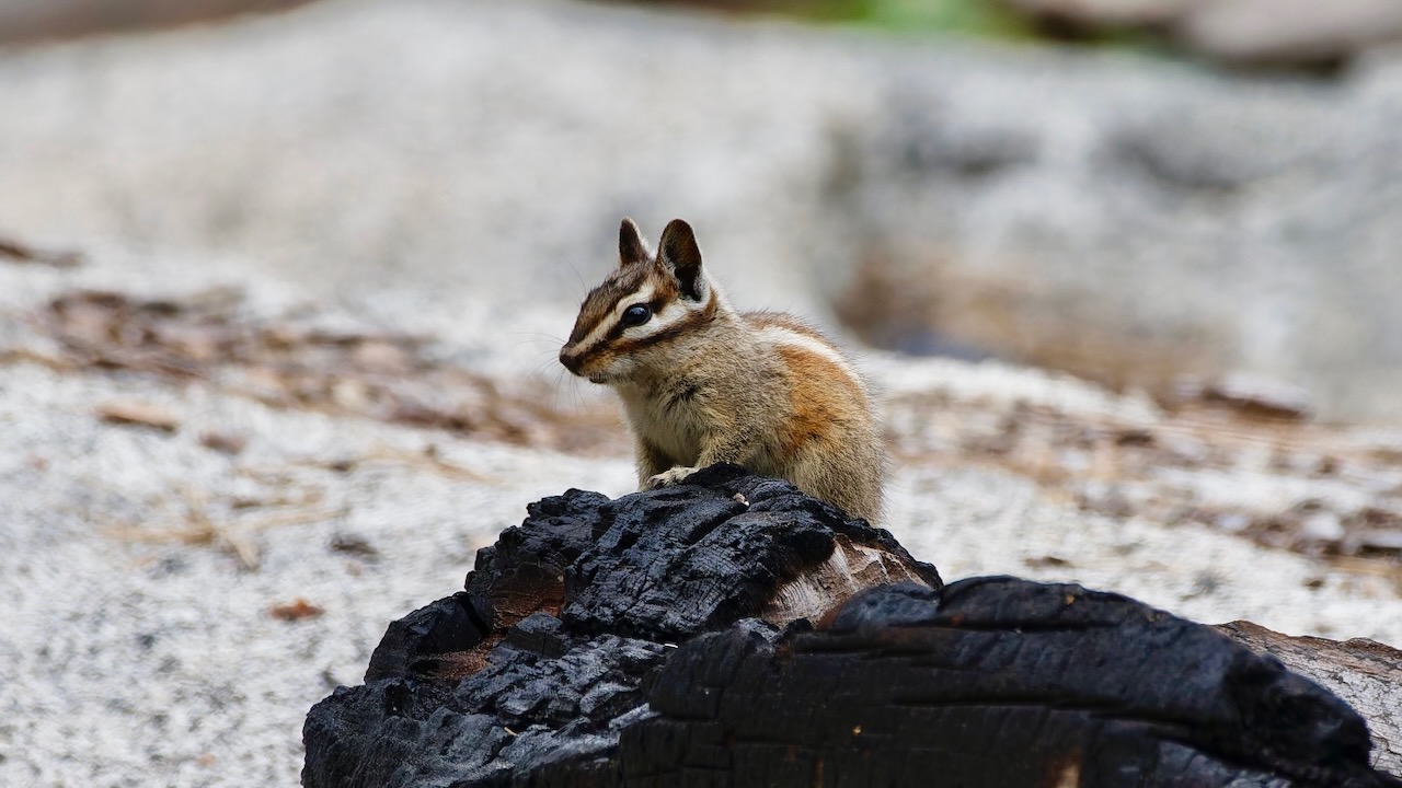 Chipmunk