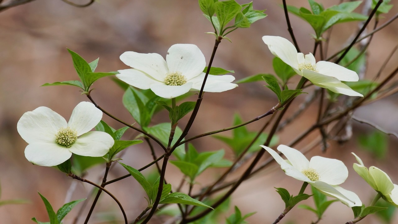 Pacific Dogwood