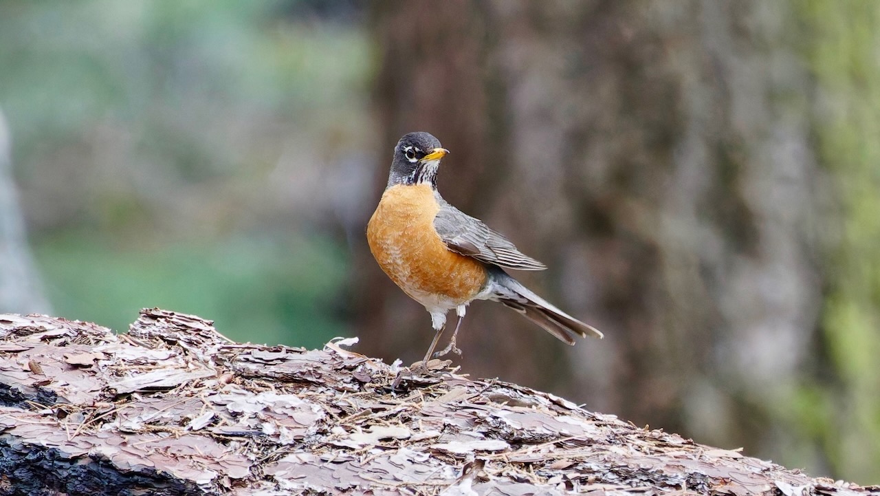 American Robin