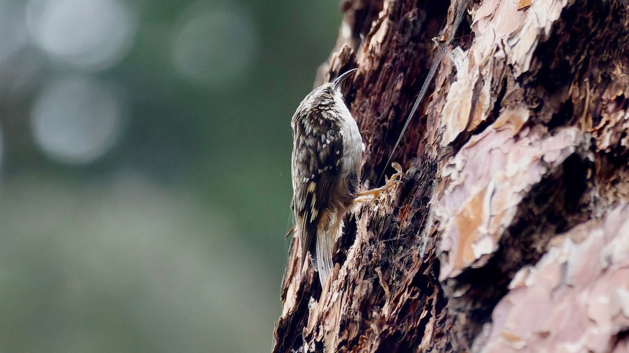 Brown Creeper