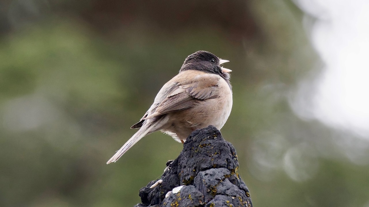 Dark-eyed Junco