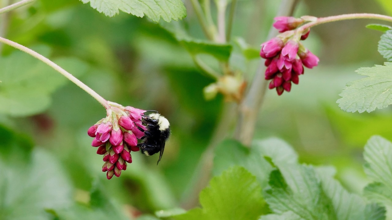 Mountain pink currant