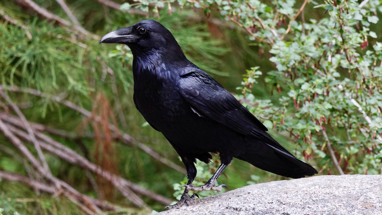 Common Raven