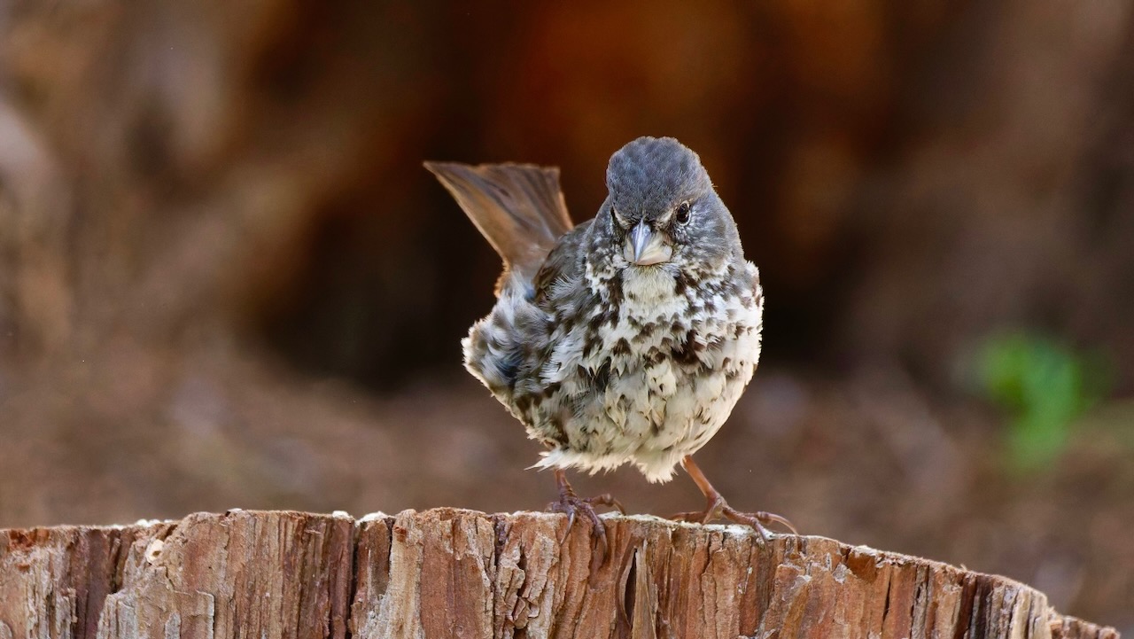 Fox Sparrow