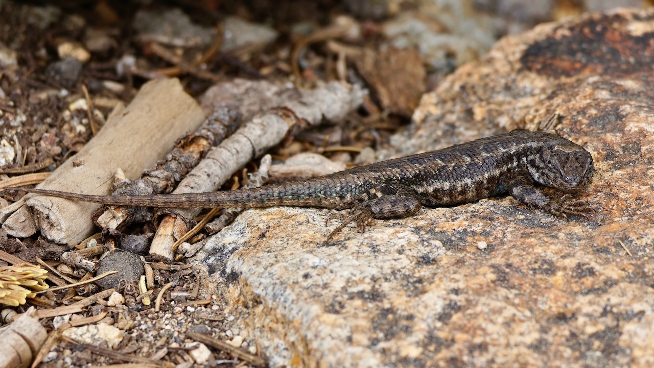 Western fence lizard