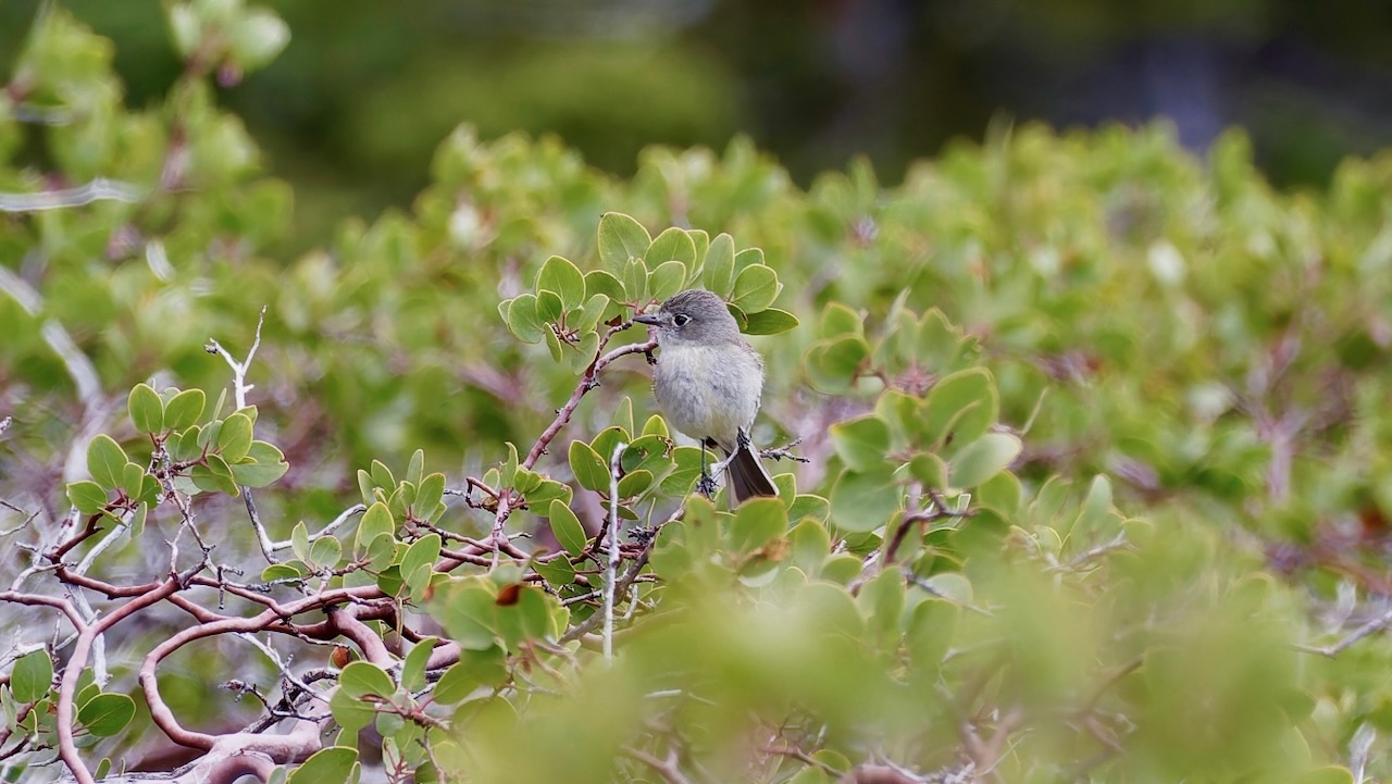 Dusky Flycatcher