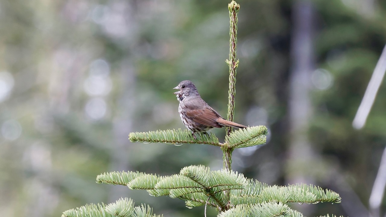 Fox Sparrow
