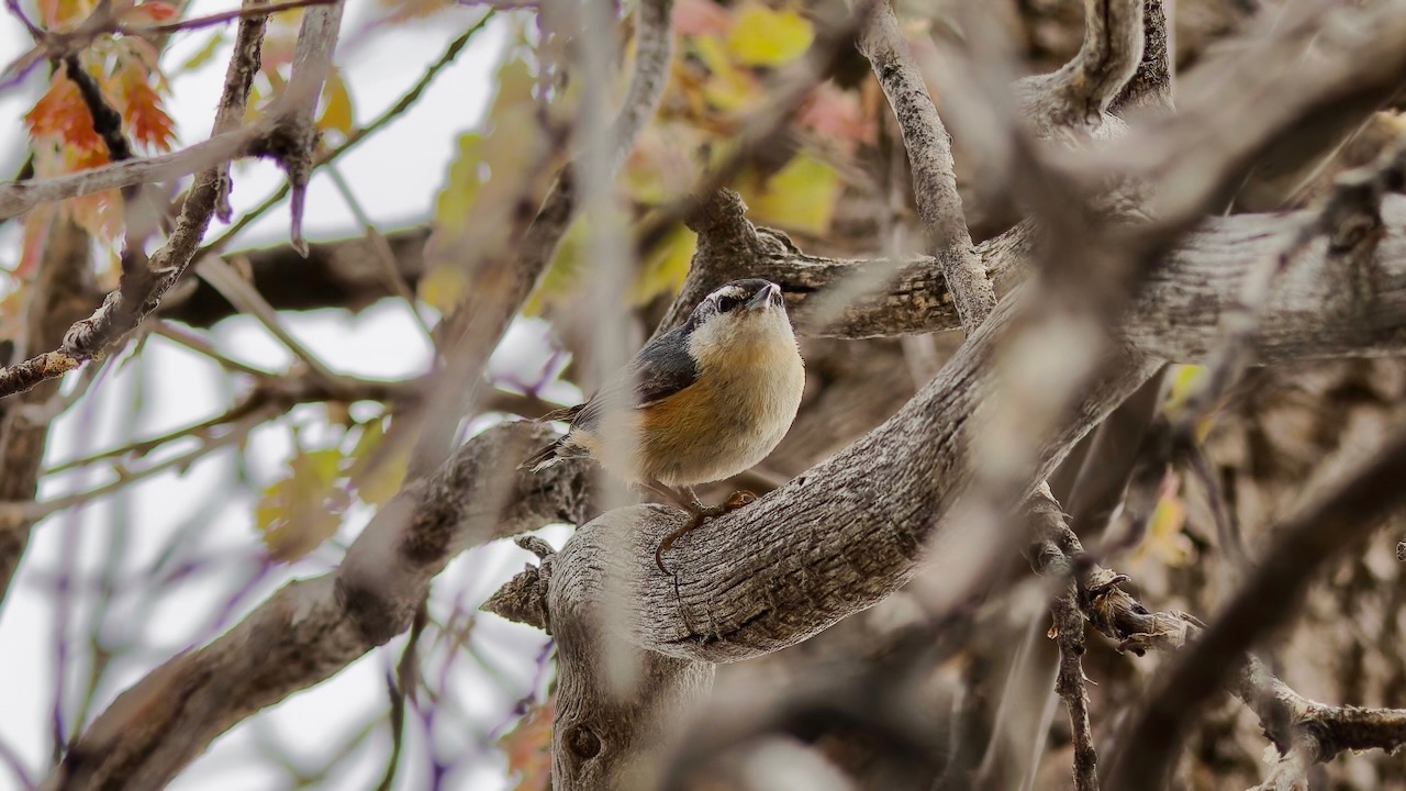 Red-breasted Nuthatch