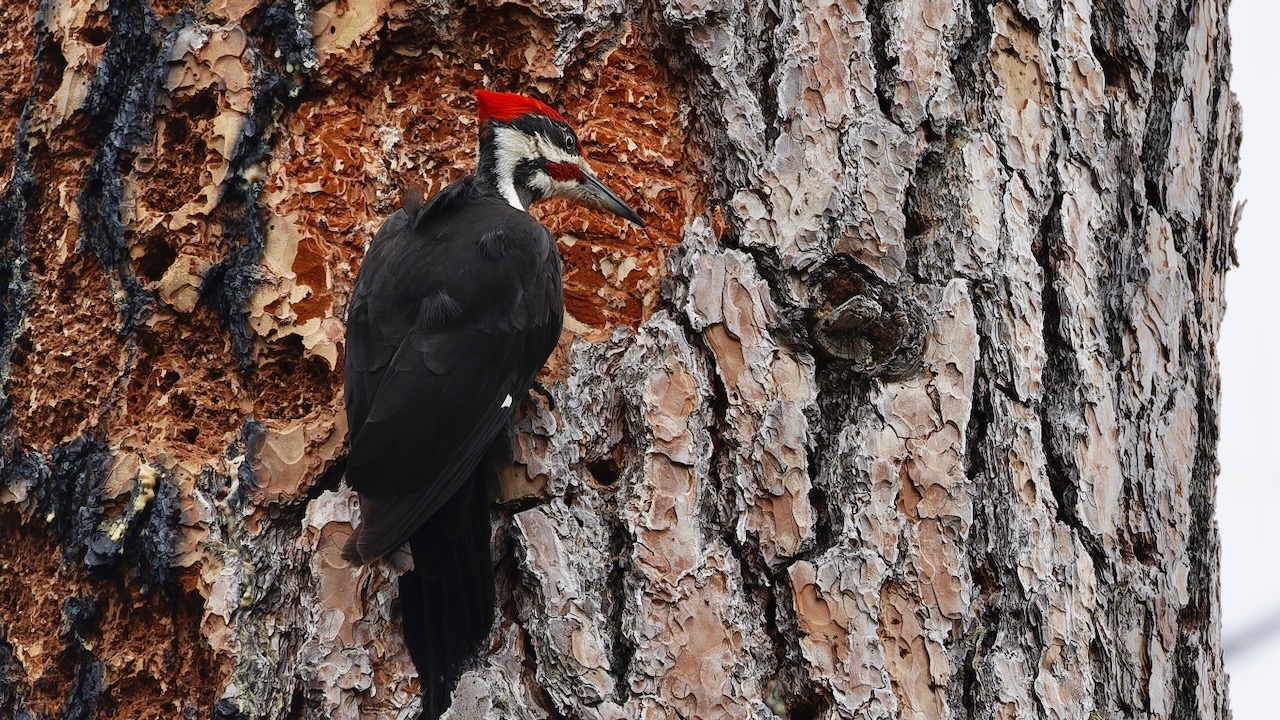 Pileated Woodpecker