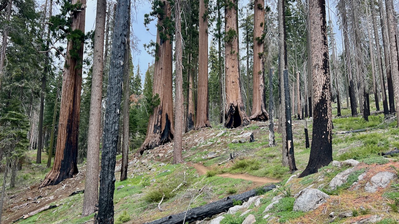 Trail View