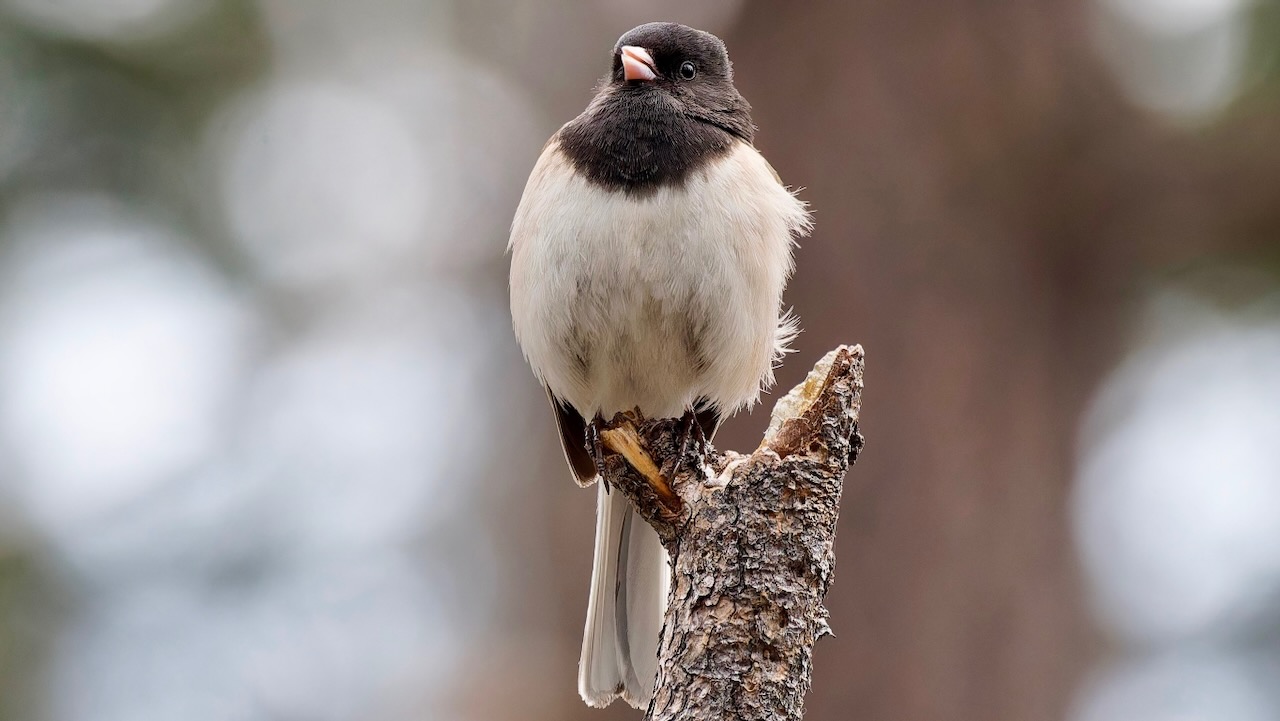 Dark-eyed Junco