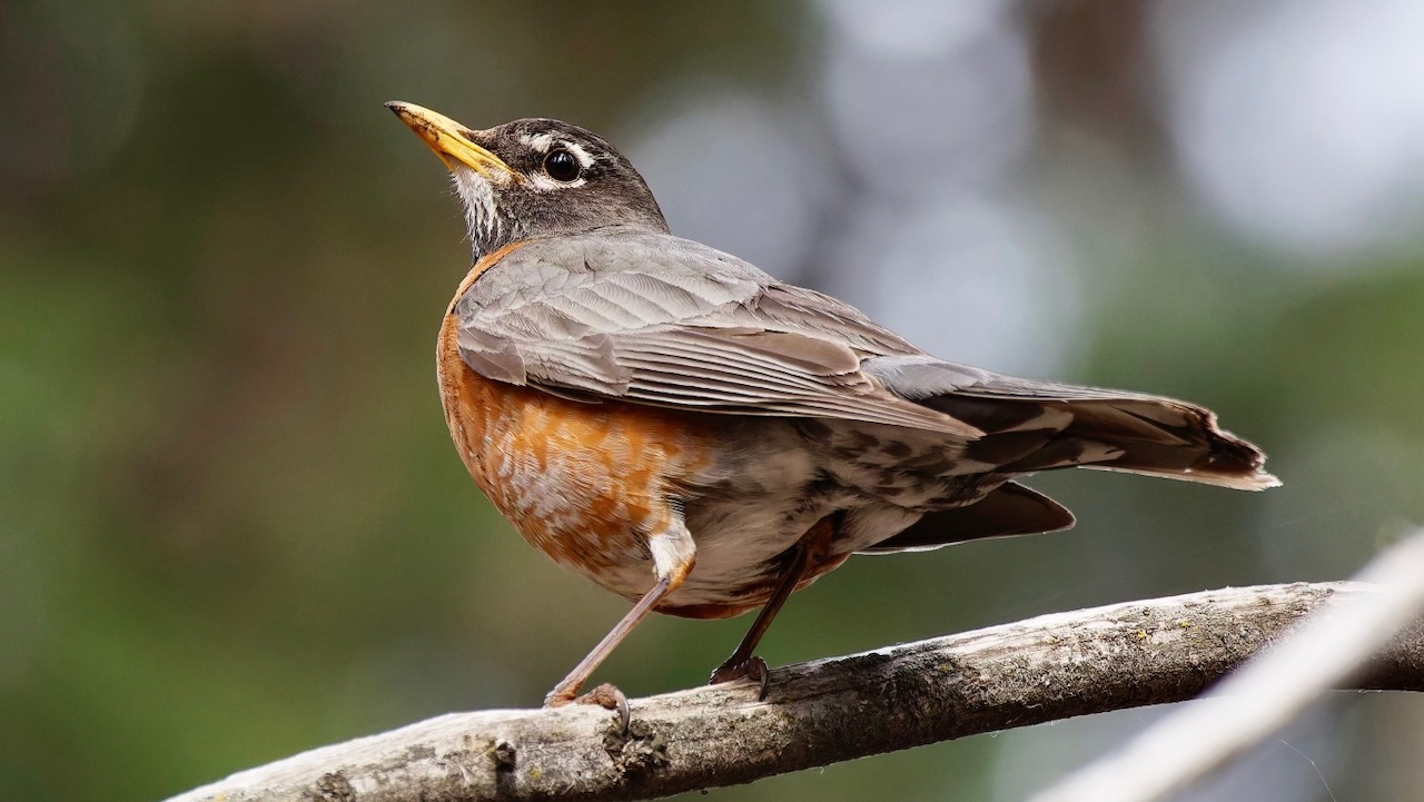 American Robin