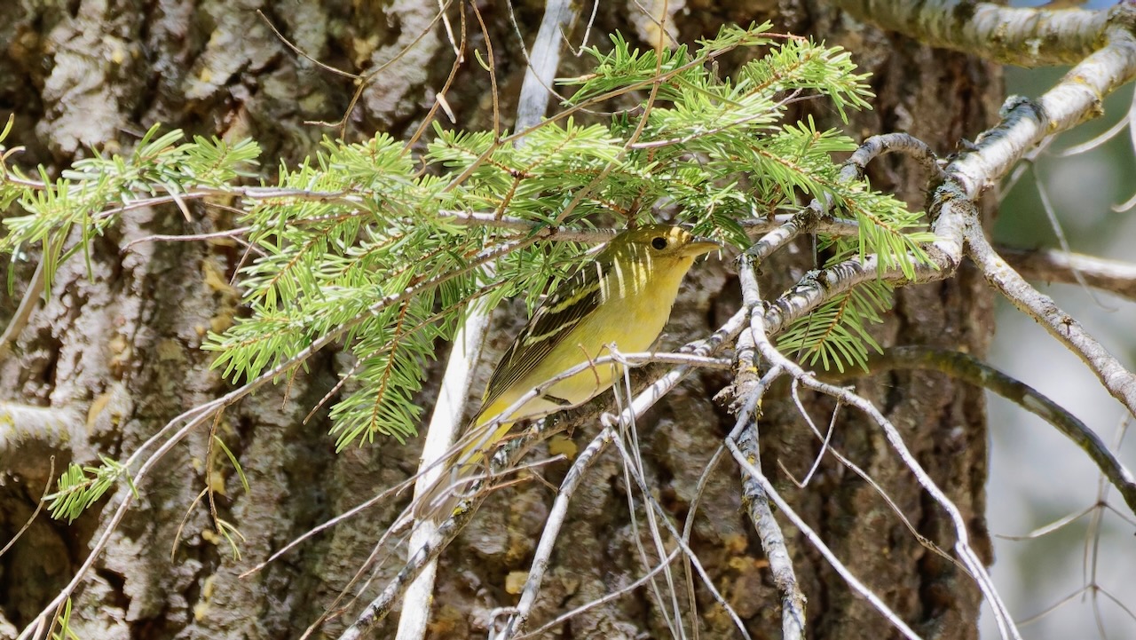 Western Tanager (Female)