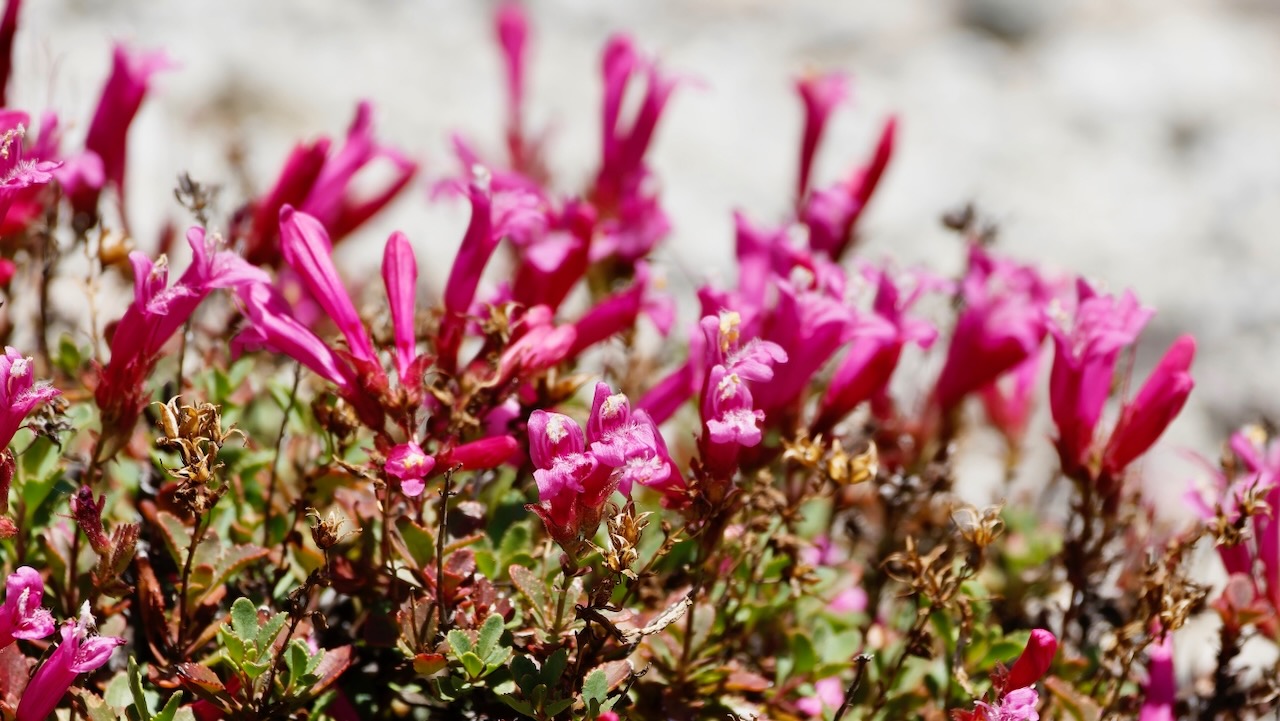 Newberry's penstemon