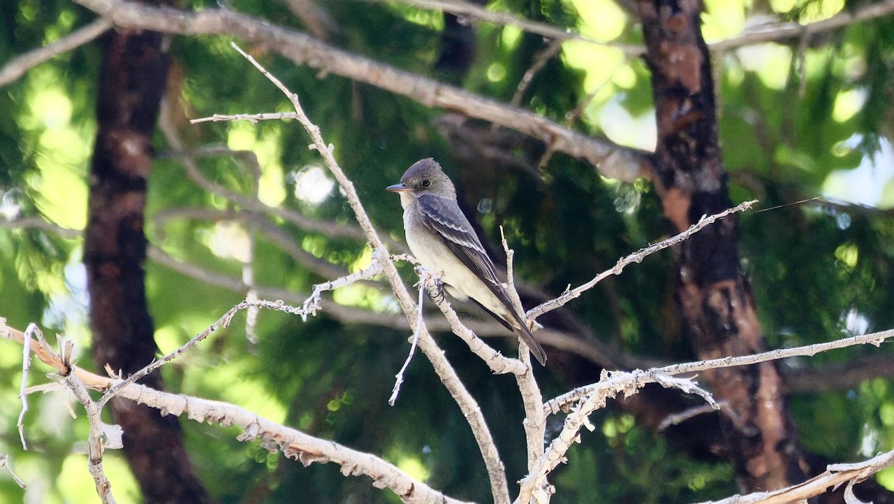 Western Wood-Pewee