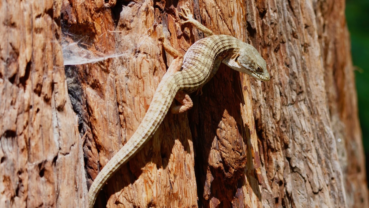 Northern Alligator Lizard