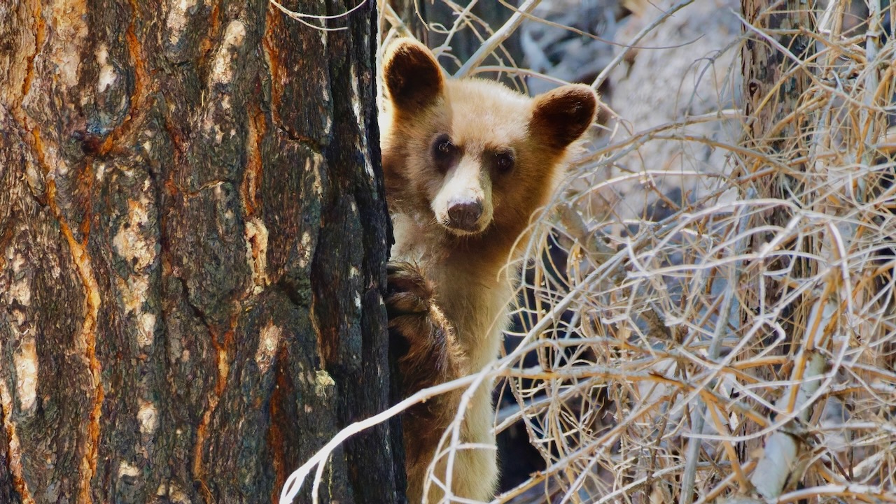 Black Bear