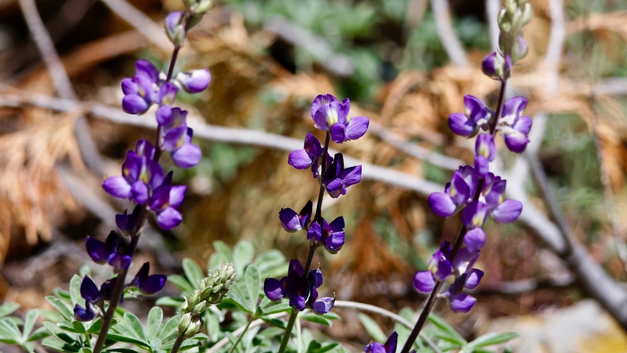 Foothill lupine