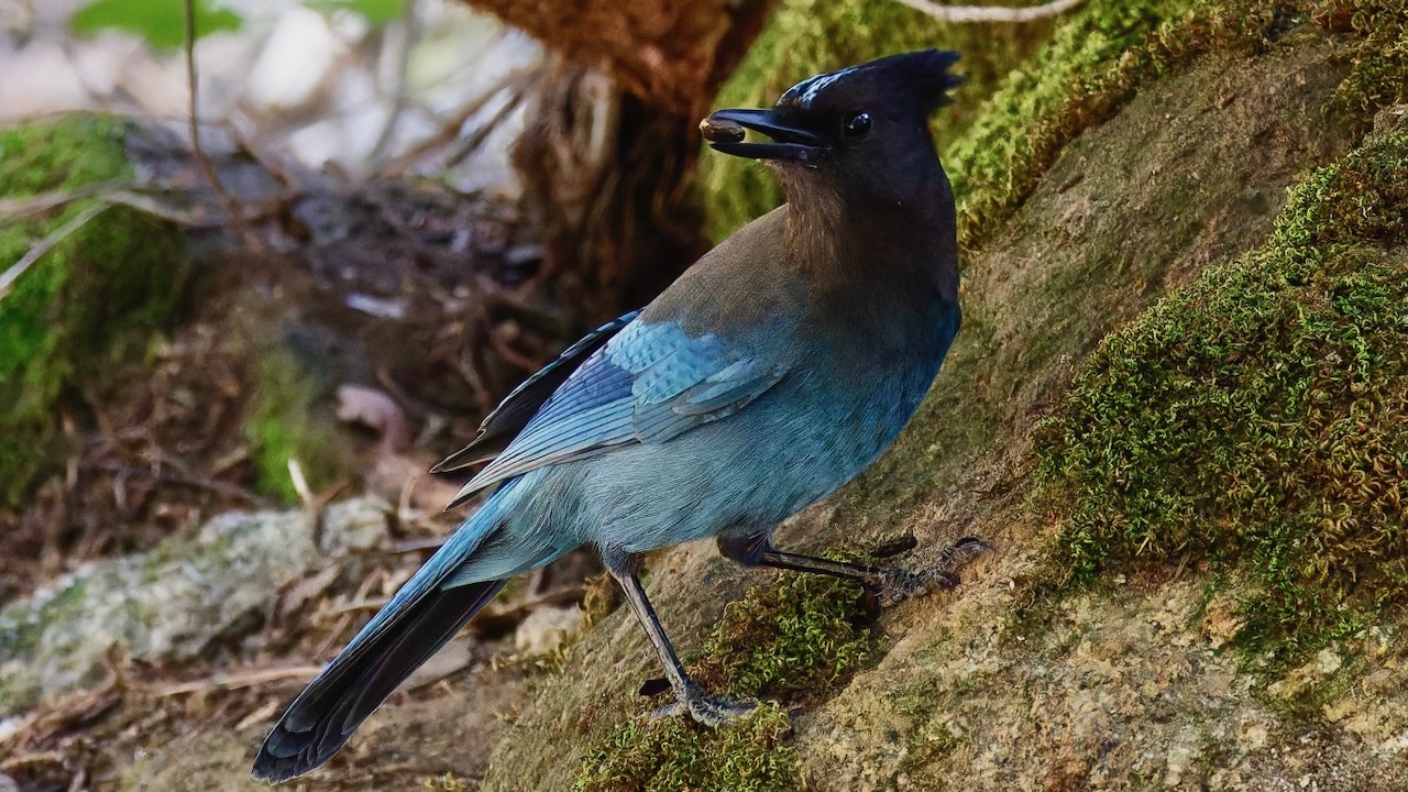 Steller’s Jay