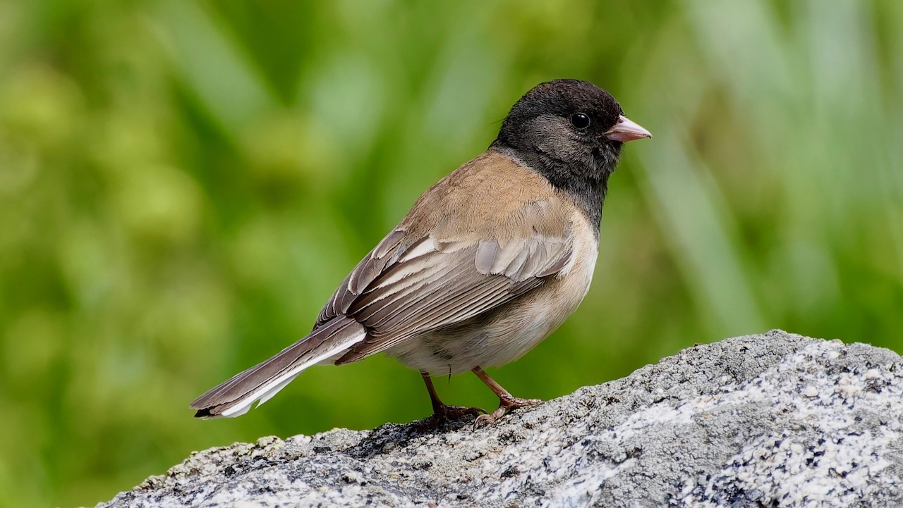 Dark-eyed Junco