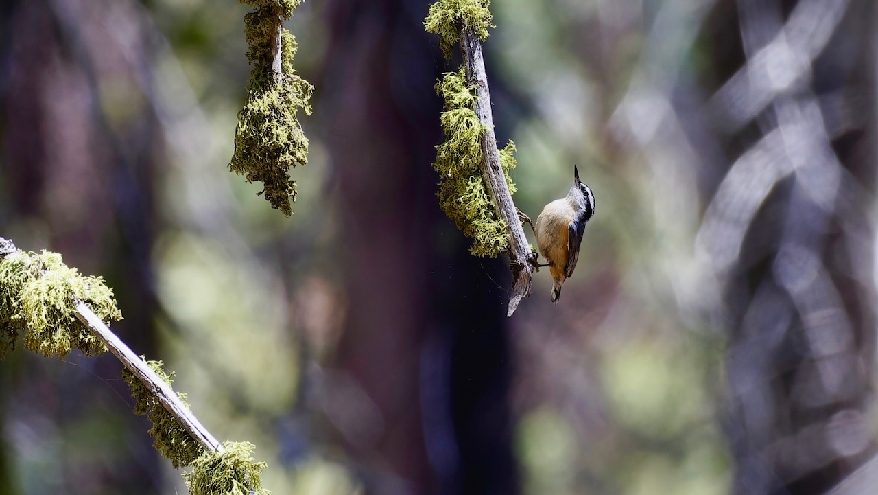 Red-breasted Nuthatch