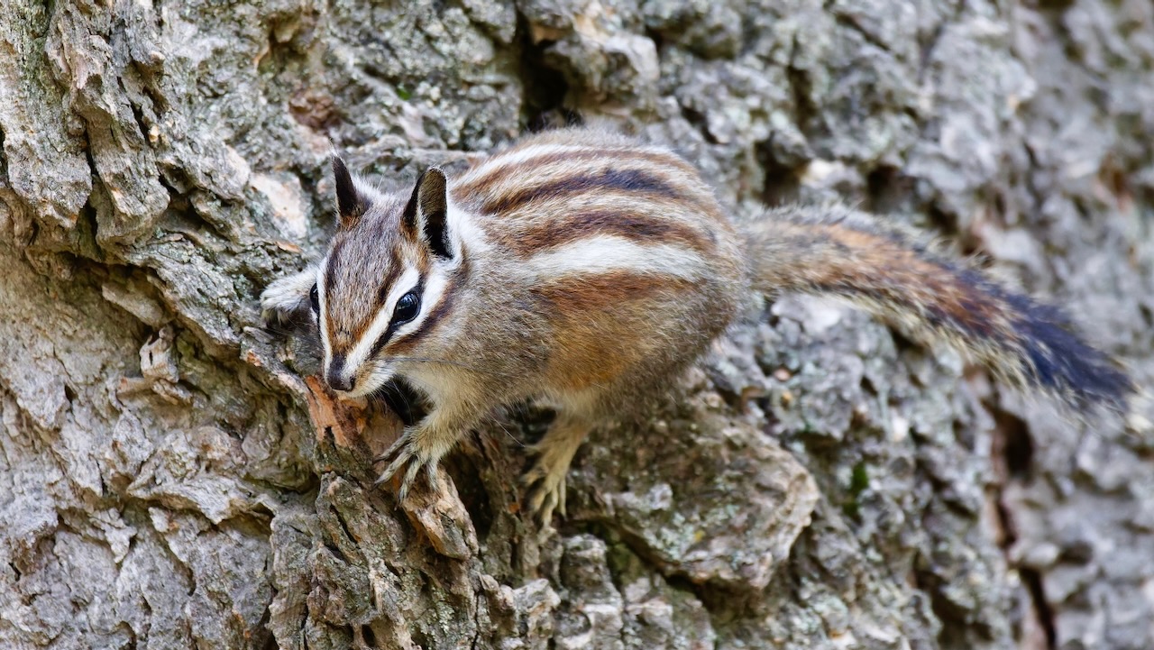 Chipmunk