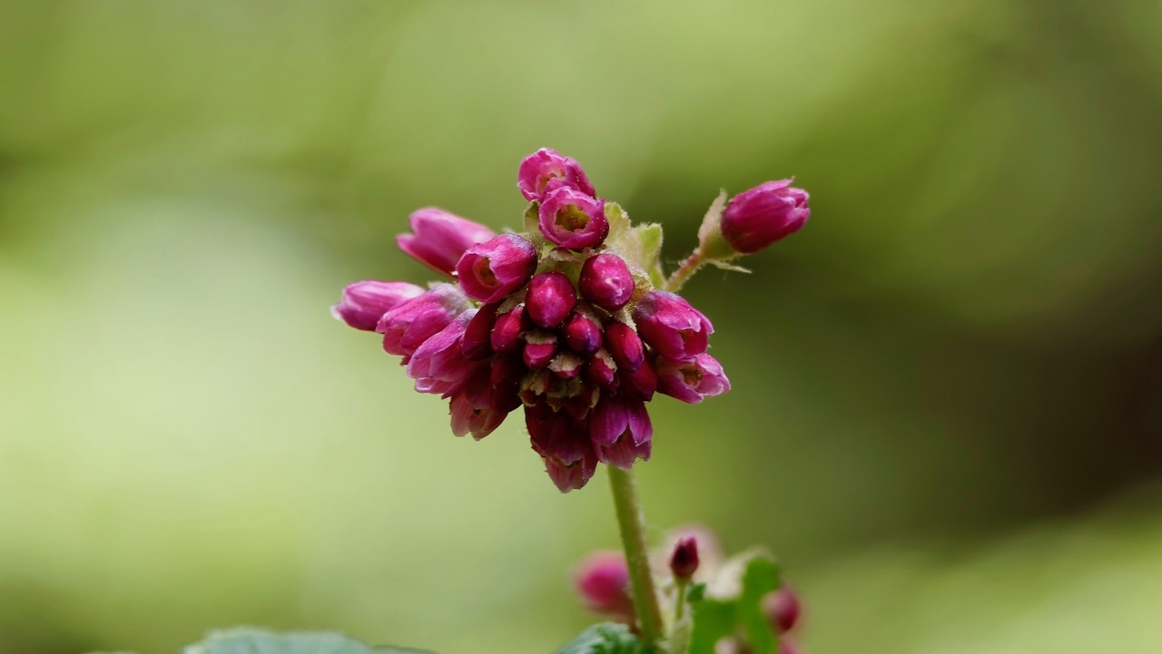 Mountain pink currant