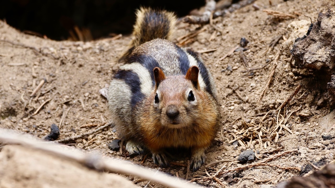 Golden-mantled Ground Squirrel