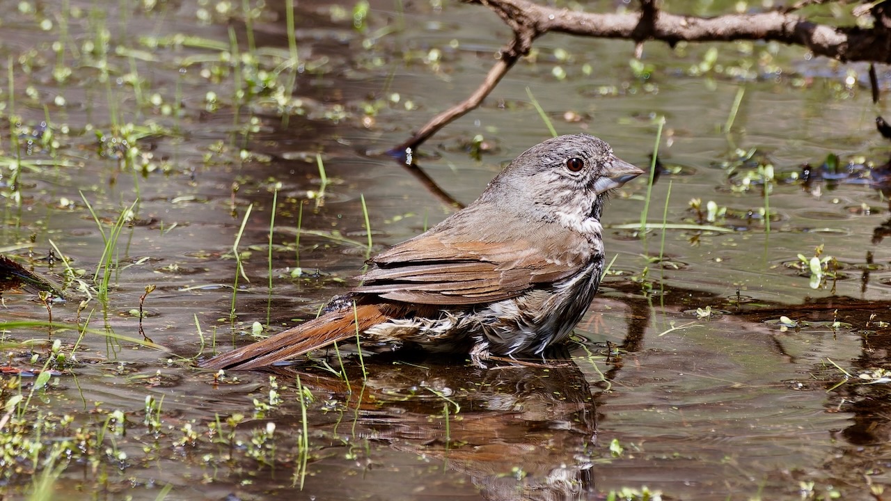 Fox Sparrow