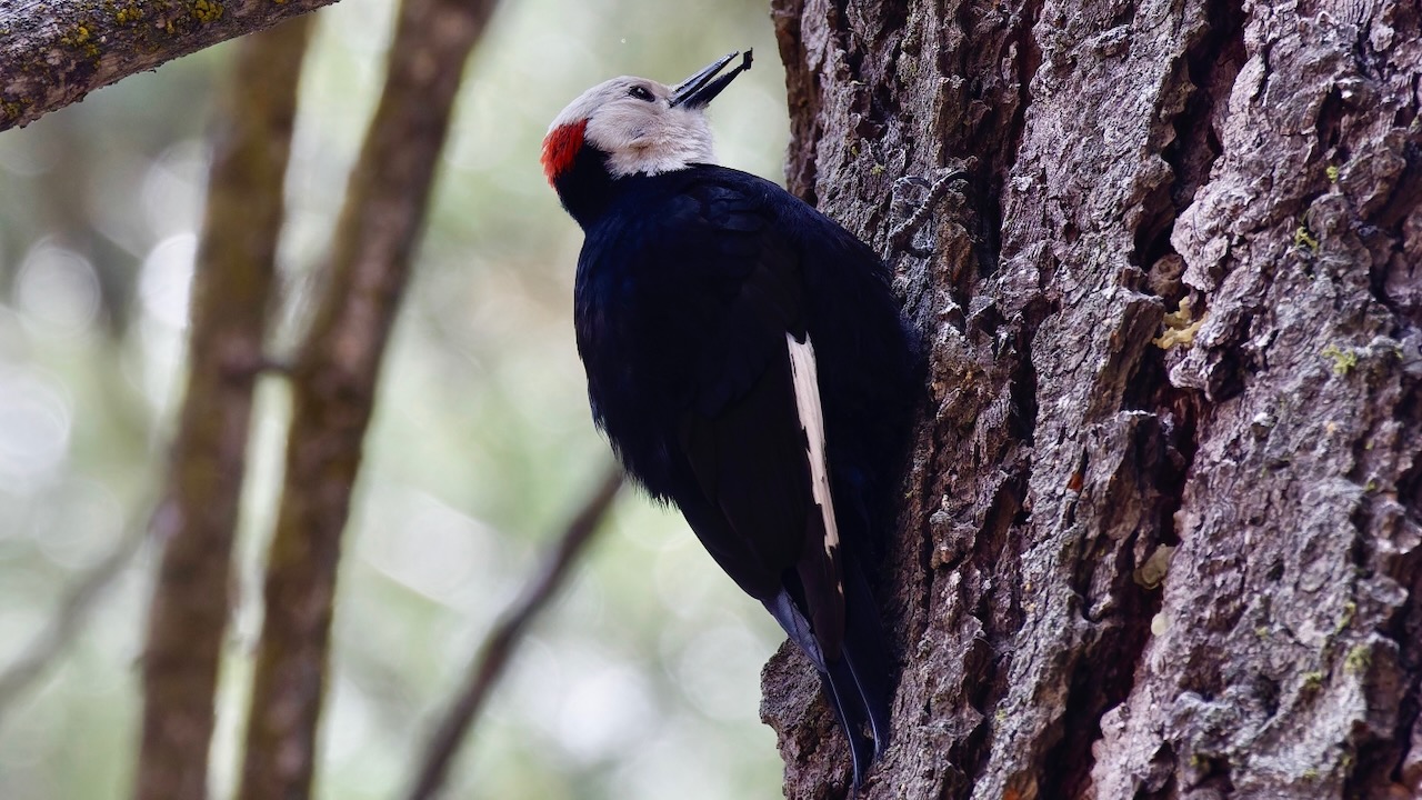 White-headed Woodpecker