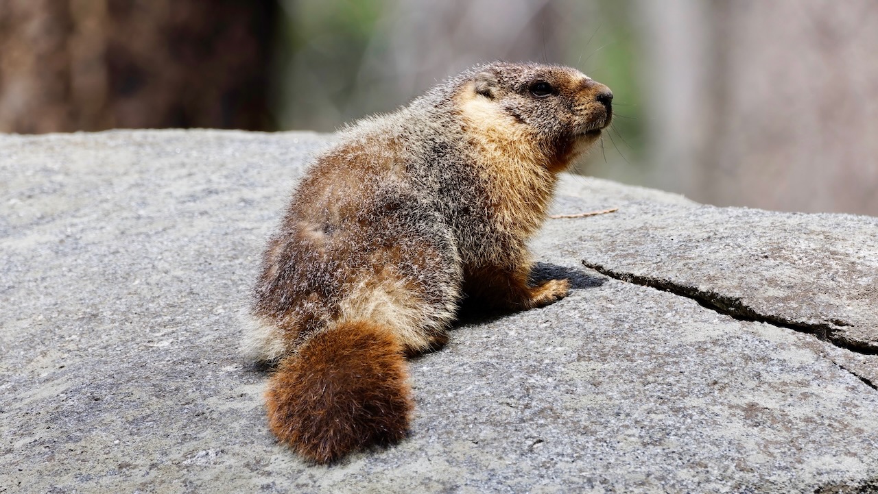 Yellow-bellied Marmot